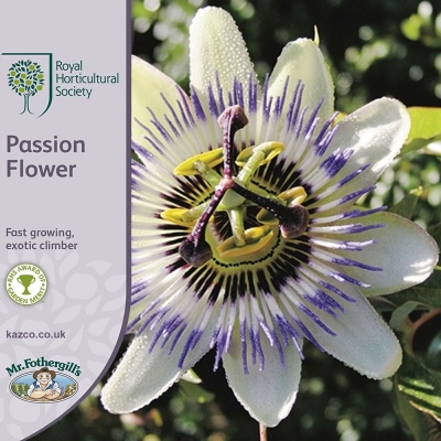 Passion Flower Seeds RHS Mr Fothergill's