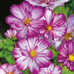 Cosmos Seeds Mr Fothergill's 'Sweet Kisses'